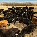 A Different Kind of Land Management: Let the Cows Stomp