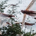 As Locusts Swarmed East Africa, This Tech Helped Squash Them