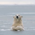 Biden Suspends Drilling Leases in Arctic National Wildlife Refuge