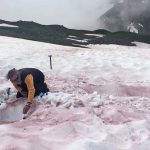 Glacier Blood? Watermelon Snow? Whatever It’s Called, Snow Shouldn’t Be So Red.