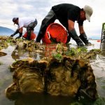 After Recent ‘Heat Dome,’ Washington Issues Warning Not to Eat Raw Shellfish