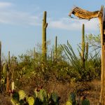 Southwest Wildfires Endanger Saguaros – The New York Times