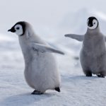 Climate Change Could Devastate Emperor Penguins, U.S. Officials Warn