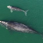 New Research Helps Explain a Sudden Population Crash for Rare Whales